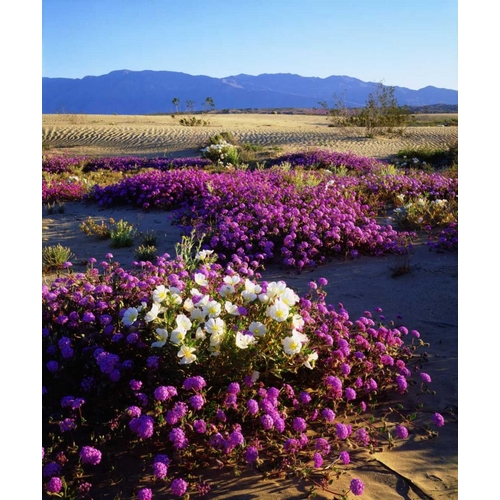 California, Anza-Borrego Desert Desert Poppies